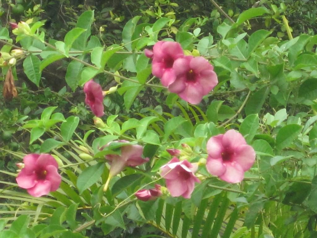 Ranith Villa Tangalle Zimmer foto